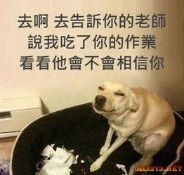 用生命搞笑,用生命搞笑的欢乐之旅