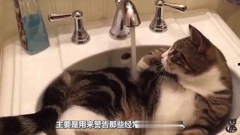 好奇害死猫娱乐,揭秘娱乐界的神秘面纱