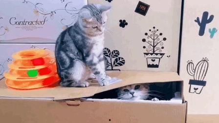 好奇害死猫娱乐,揭秘娱乐界的神秘面纱